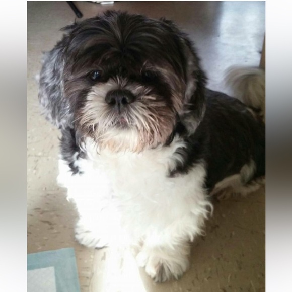 Meet your Posher, - Picture 2 of 11